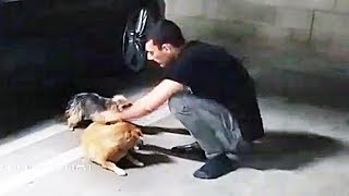 Dogs ESCAPE From Ice Poseidon's House
