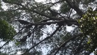 Perjalanan petualangan rimba mencari sarang lebah madu 100 sarang madu hutan.