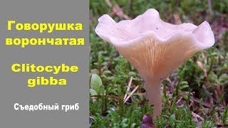 Съедобный гриб Говорушка ворончатая -  Clitocybe gibba