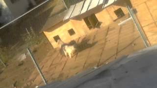 Weird Dog Mating!!!! 3 dogs stuck together lol