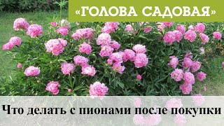 Голова садовая - Что делать с пионами после покупки