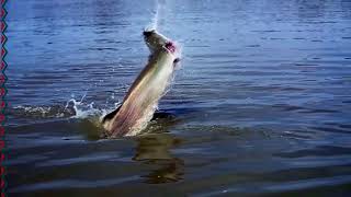 PIRARUCÚ - The Wildest Jungle fish - Arapaima