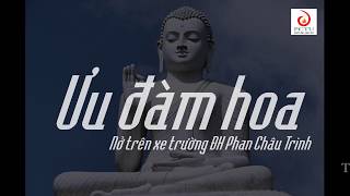 Hoa Ưu Đàm Lưu Ly nở trên xe trường Đại Học Phan Châu Trinh - Hội An Quảng Nam