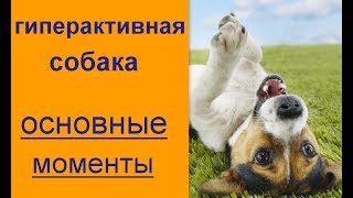 гиперактивнаясобака основные моменты