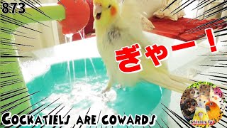 衝撃！ドッキリ驚いたオカメインコの瞬時の動きが面白可愛いすぎた！時短オカメパニック動画873 Cockatiels are cowards