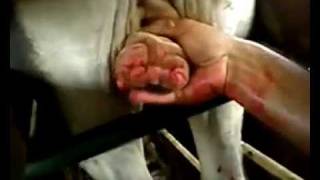 Handsome man castration boi(sem sangramento)