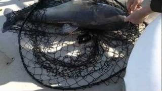 BIG SANTEE COOPER BLUE CATFISH