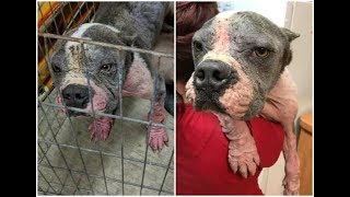 Лысый питбуль боялся каждого шороха из за жуткого издевательства