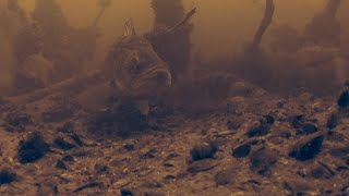 СНОВА ПОВЕЗЛО? Нашли маточную стаю (СУДАК, ОКУНЬ) ПОДВОДНЫЕ СЪЕМКИ 21/12/19