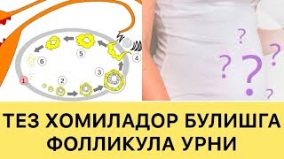 ТЕЗ ХОМИЛАДОР БУЛИШ СИРИ