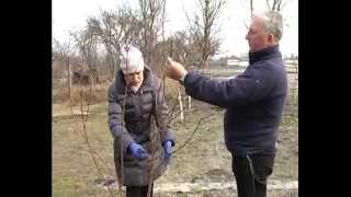 Обрезка деревьев. Абрикос. Тетянина садиба 2015