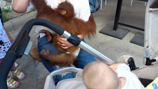 Зоопарк на Калужском шоссе "Планета обезьян". Zoo on the Kaluga highway "Planet of the Apes"
