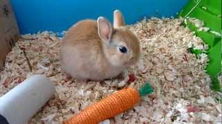 [HD] Notre lapin nain, Lilou, vit sa vie !