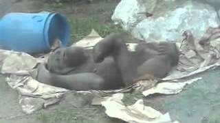 Только для взрослых!