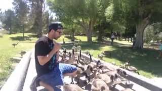 Attacked by DUCKS!