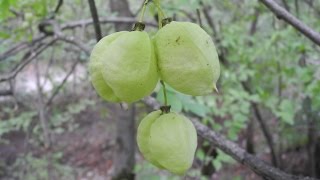 Клекачка перистая / Staphylea pinnata