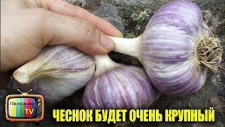 ЧЕСНОК БУДЕТ РАЗМЕРОМ С ЯБЛОКО ЕСЛИ СЕЙЧАС СДЕЛАТЬ ЭТО  С НИМ