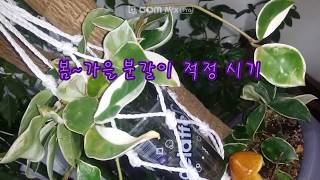 ★[겨울철 호야 키우기 ] 다육 식물 호야 영상 12~17도에서도 새순이 올라와요~