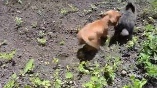 Прикольное видео Щенок и кролик играют