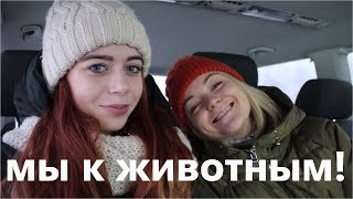 ПРИЮТ ДЛЯ БЕЗДОМНЫХ ЖИВОТНЫХ!