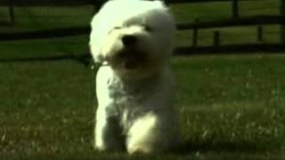 West Highland White Terrier - Chapter 4