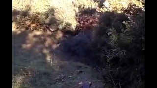 Κυνήγι λαγού με Αρτουά ΣΟΥΛΗΣ