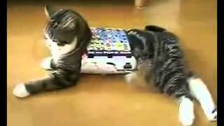 САМОЕ СМЕШНОЕ ВИДЕО ПРО ДОМАШНИХ ЖИВОТНЫХ.flv