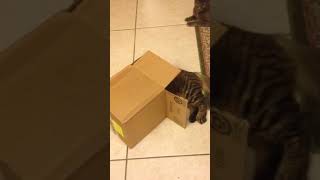 Cat Falls Over in Box Trying to Grab Treat - 1024576