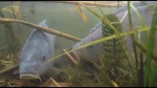 Zarybienie Rogi PZW Azoty Kędzierzyn-Koźle Karp 07.11.2014r