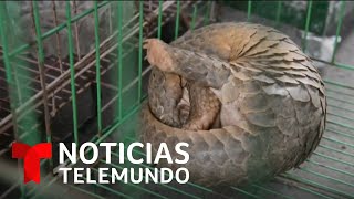 El pangolín, posible animal que podría haber transmitido el coronavirus | Noticias Telemundo
