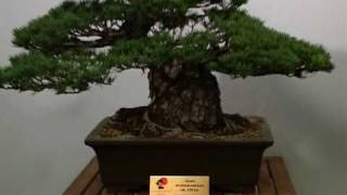 Maja w Ogrodzie - Bonsai