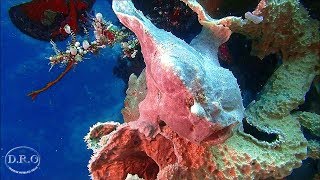 Bali Diving in Pemuteran, Plongée à Bali , Buceo Bali nurkowanie, Menjangan Island