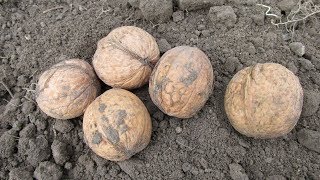 Как вырастить грецкий орех из орешка