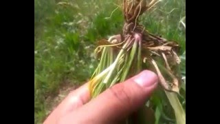 Doğadaki sifali bitkiler doğa manzarasi