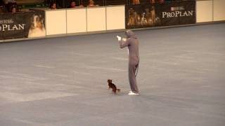 Vanda & Enrisa Orlen, Czech Republic - World Championship in Dogdancing, Austria 2012
