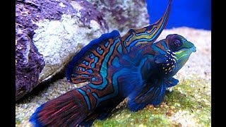The Most Colorful Fish In The World / Mandarinfish / Synchiropus Splendidus