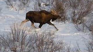 Охота на лося загоном. (не нормативная лексика)
