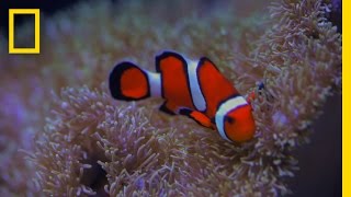 'Finding Nemo' Plot Twist? Clownfish Can Go Through Sex Changes | National Geographic