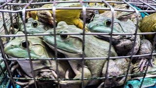 Alive Food in Chinatown Complex Wet Market - Frogs, Crabs, Fish. Singapore Street Food