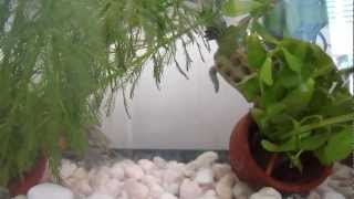 เต่าญี่ปุ่น Red Eared Slider Turtle