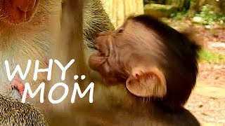 DON'T CRY ! Pity Maddix cry look mom with dry face| What happen baby talk cry near milk like this