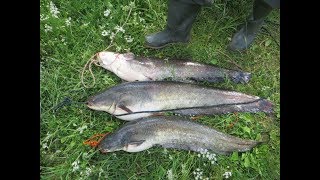 Ловля сома на квок на водохранилище