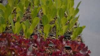 Windcrest Farm Certified Organic Transplants