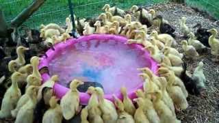 171 Ducklings Swimming In Their New Pool For The 1st Time #12 Raising Ducks Day 16