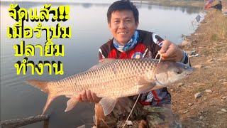 เมื่อรำบ่มและไส้ไก่หมักปลายิ้มทำงาน หนองมะค่า+หนองเสือ จ.ตาก (คลิปที่ 39)