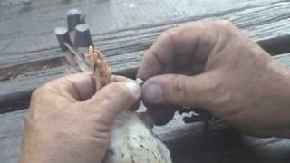 American Kestrel banding