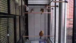 Вольер Мои питомцы птички птицы  большая клетка вольер birds Triol 81x47x176 см 5005