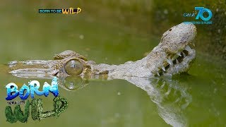 Born to be Wild: "Crocky" the Croc