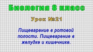 Биология 8 класс (Урок№21 - Пищеварение в ротовой полости. Пищеварение в желудке и кишечнике.)
