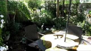 My Backyard Garden Tour - August 2010
